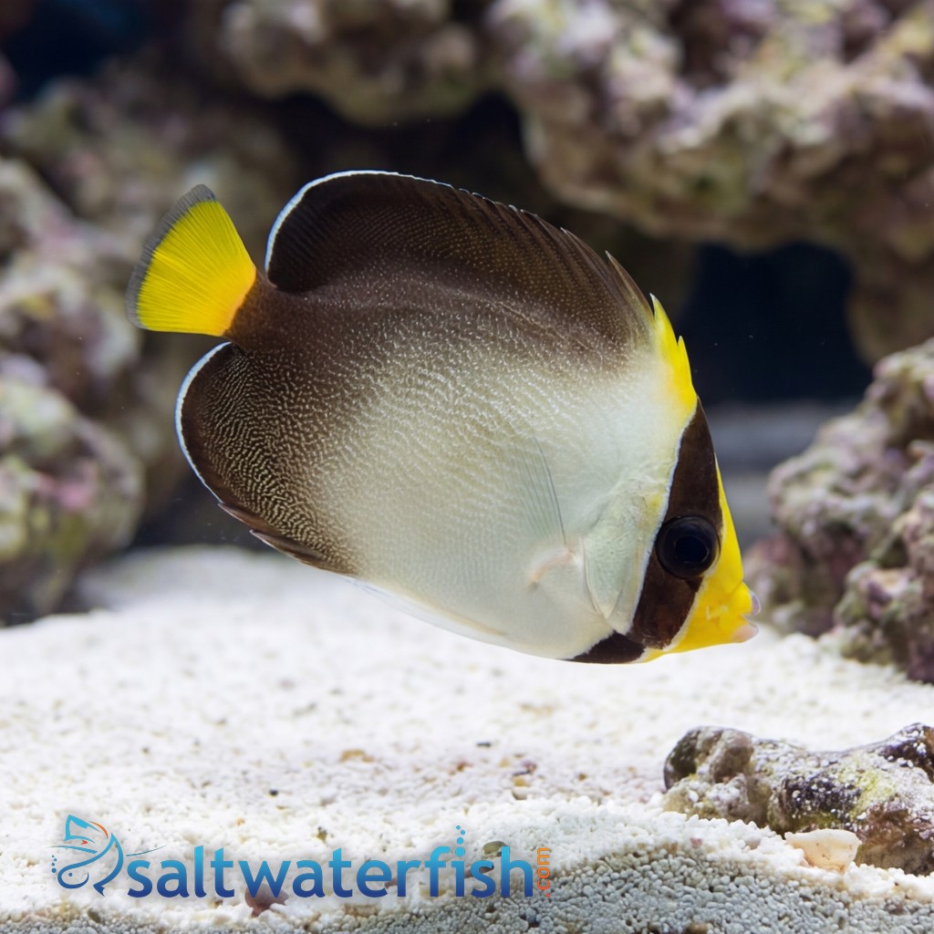 Singapore Angelfish