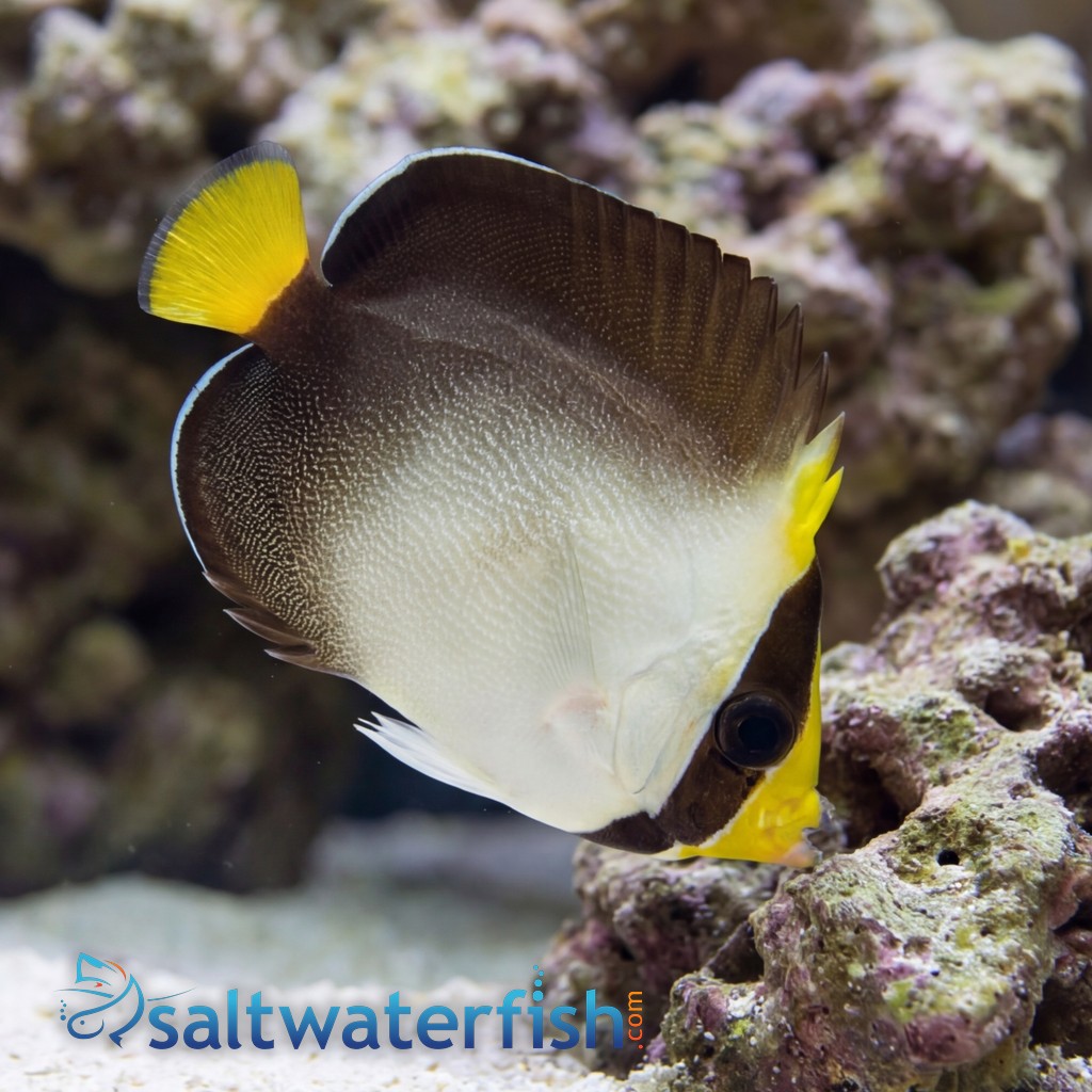 Singapore Angelfish