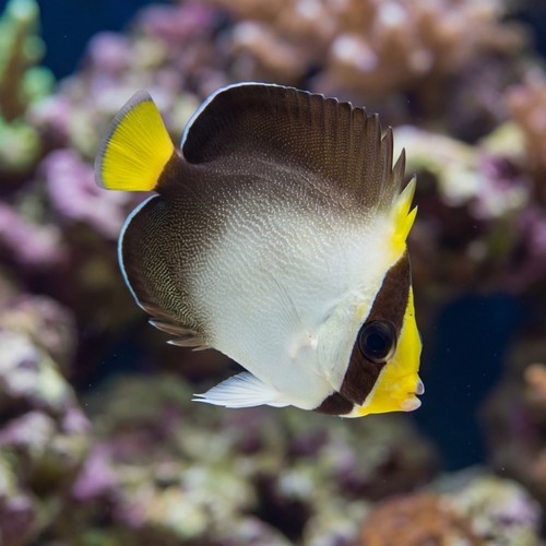 Singapore Angelfish