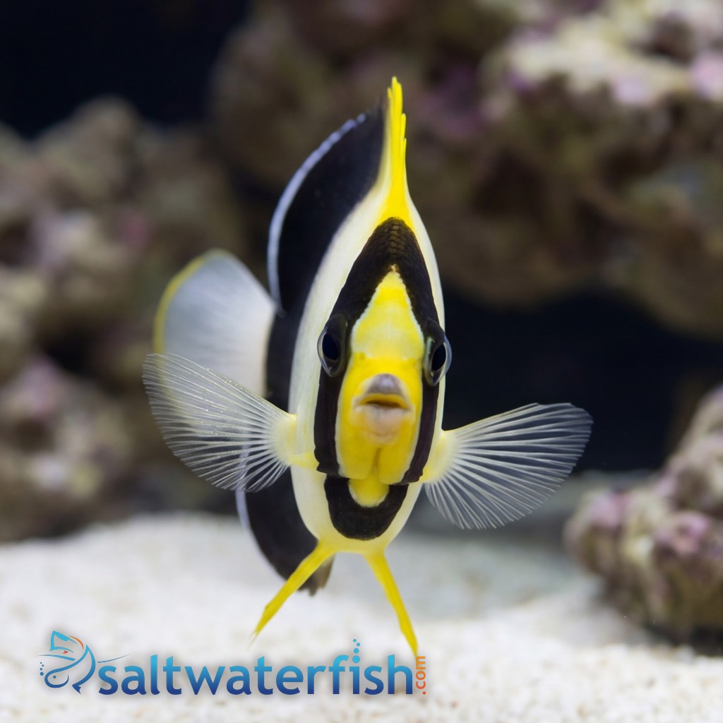 Grey Tail Angelfish