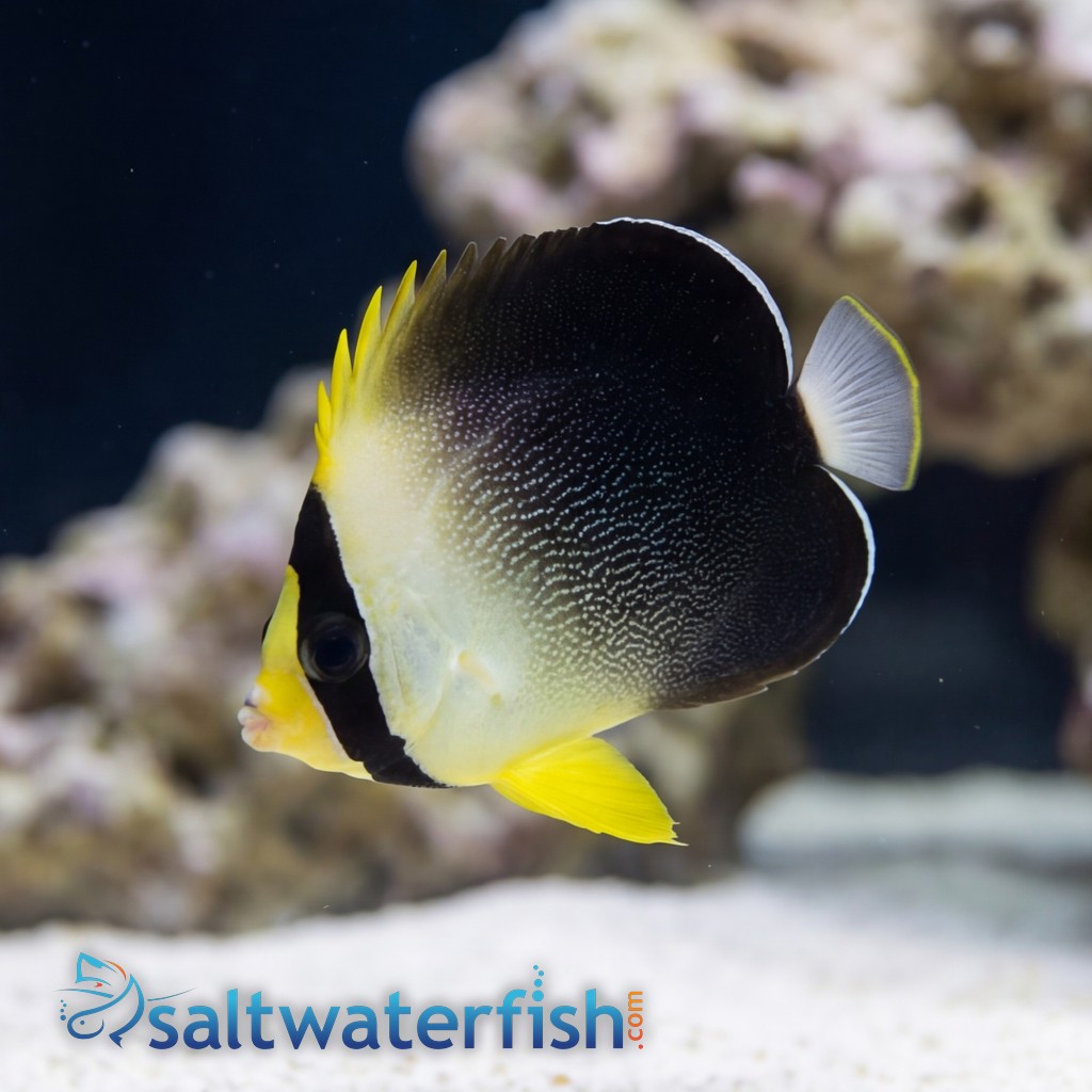 Grey Tail Angelfish