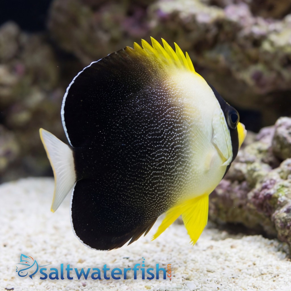 Grey Tail Angelfish