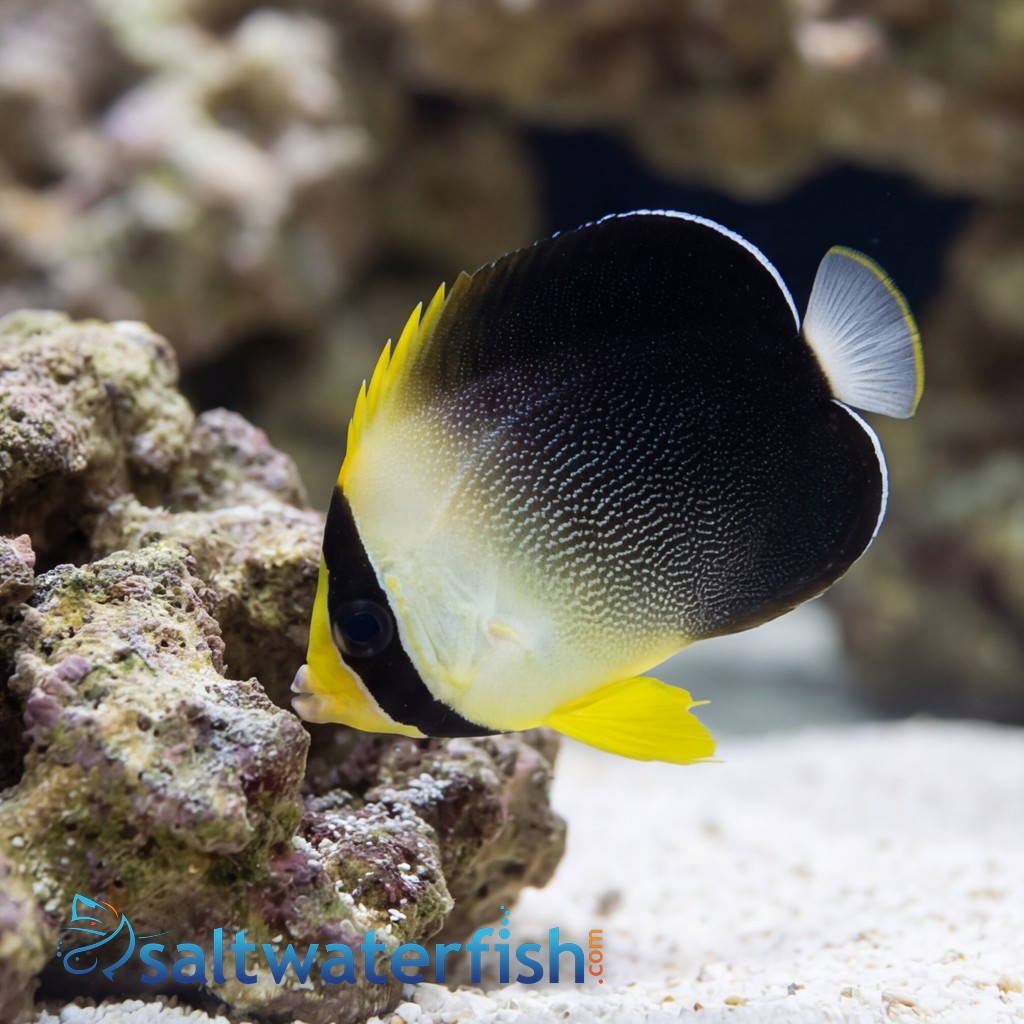 Grey Tail Angelfish