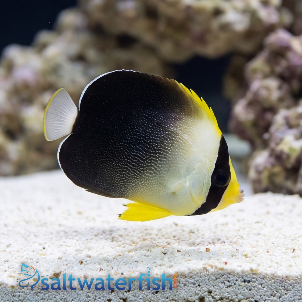Grey Tail Angelfish