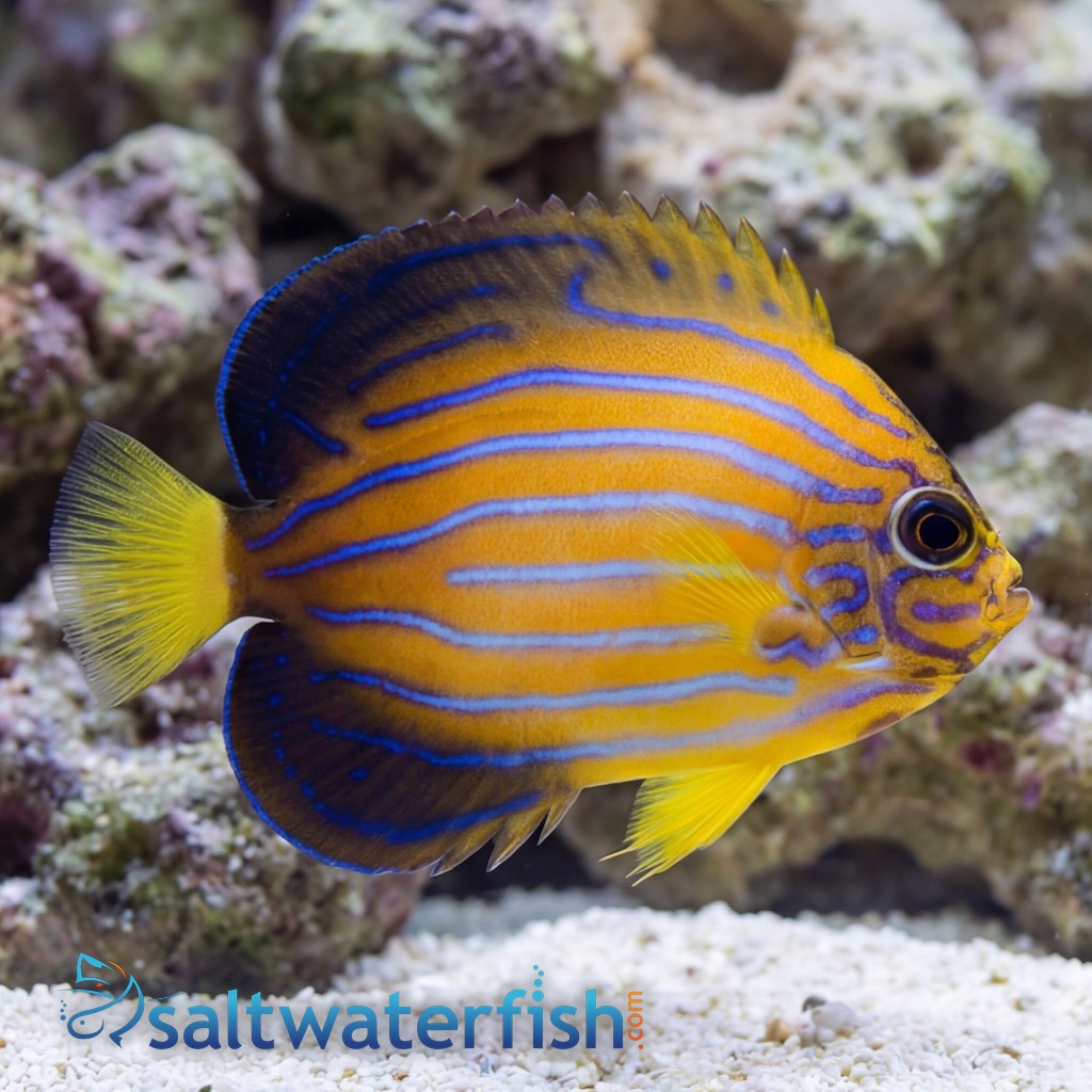 Blue Line Angelfish