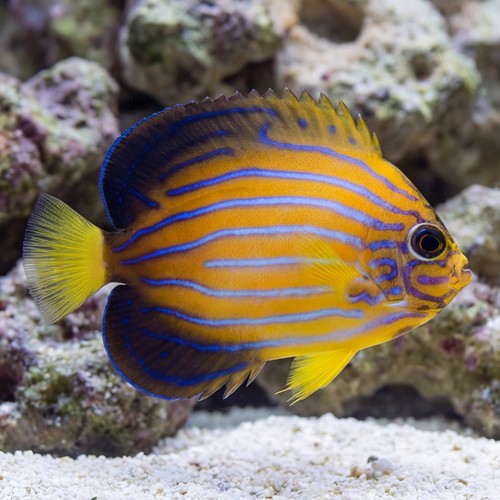 Blue Line Angelfish