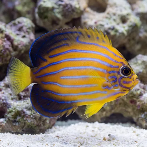 Blue Line Angelfish