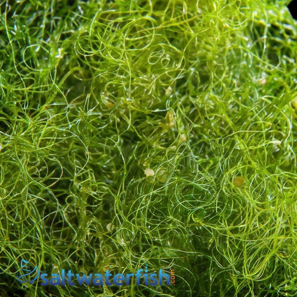 Chaeto Macro Algae