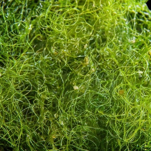Chaeto Macro Algae