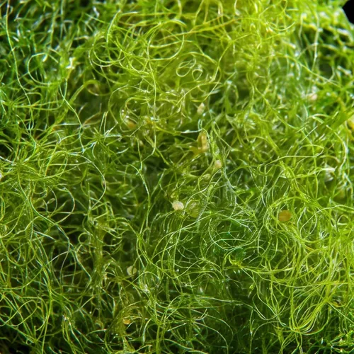 Chaeto Macro Algae
