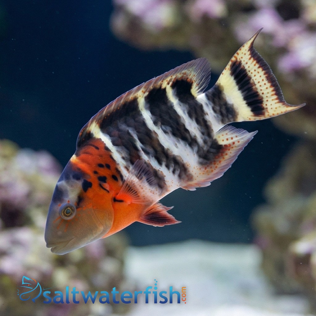 Red Breasted Wrasse