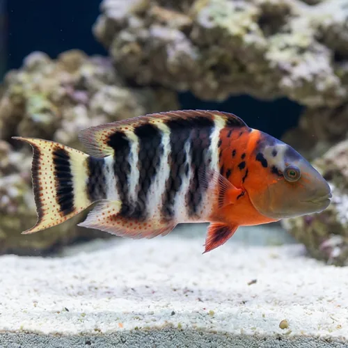 Red Breasted Wrasse