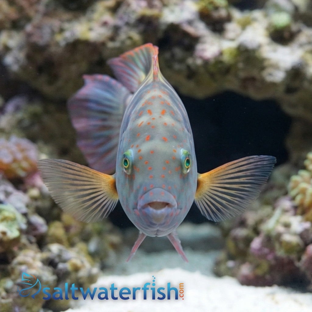 Broomtail Wrasse - Red Sea