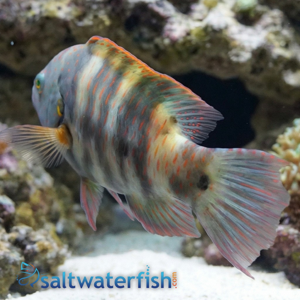 Broomtail Wrasse - Red Sea