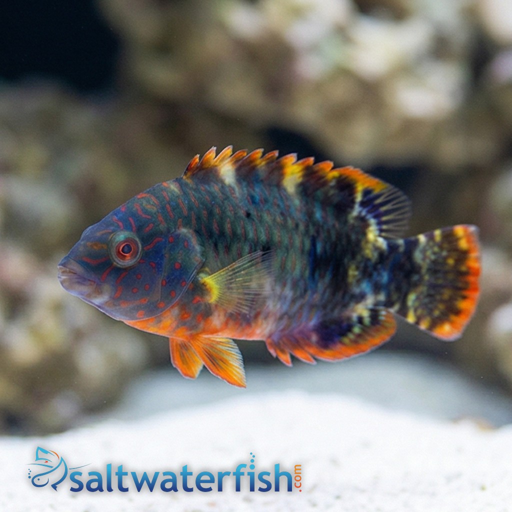 Tripletail Maori Wrasse - Indo Pacific