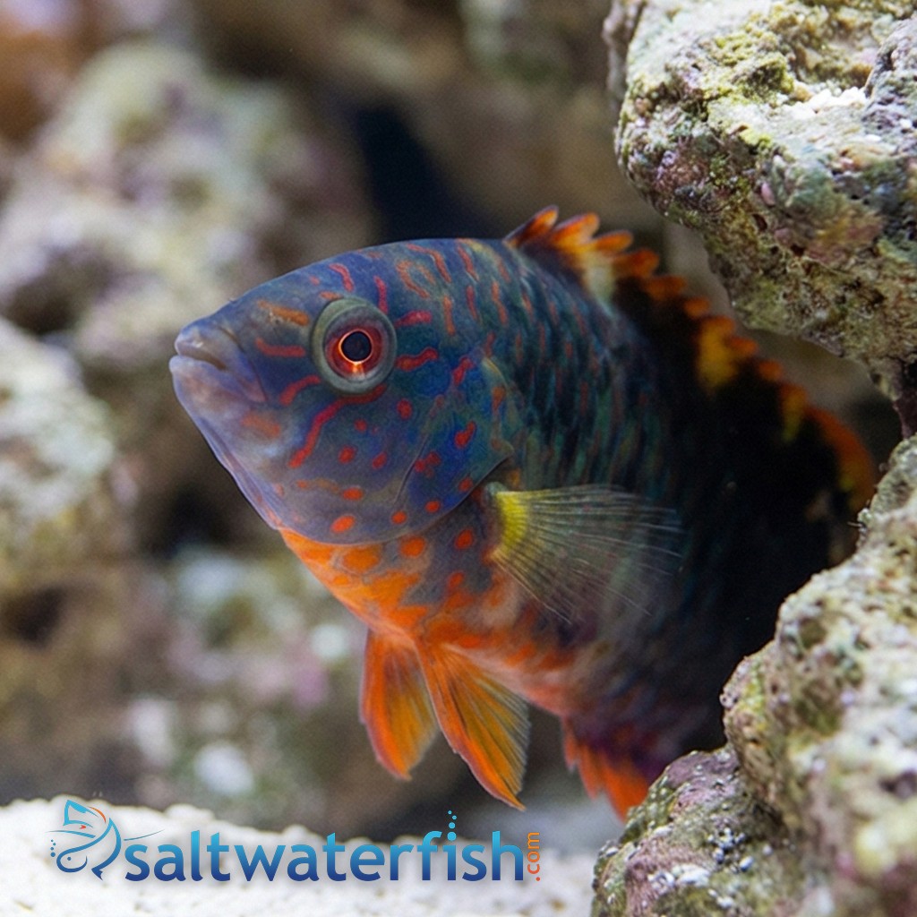 Tripletail Maori Wrasse - Indo Pacific