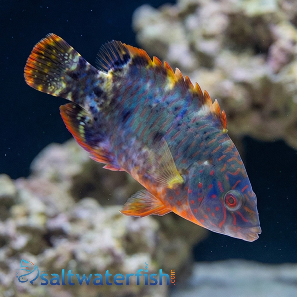 Tripletail Maori Wrasse - Indo Pacific