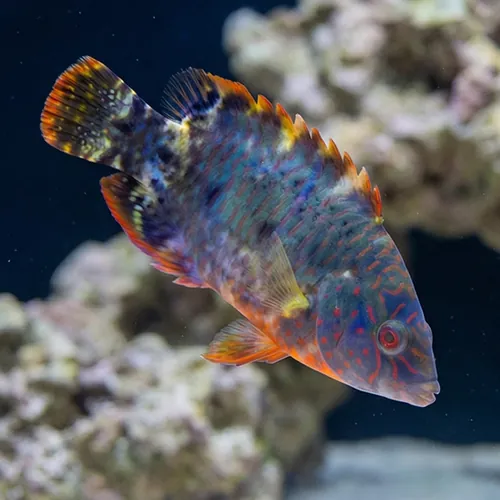 Tripletail Maori Wrasse - Indo Pacific