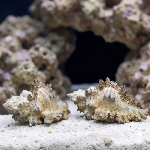 Flowery Lace Murex Snail
