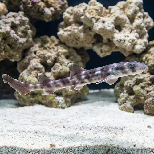 White Spotted Bamboo Shark
