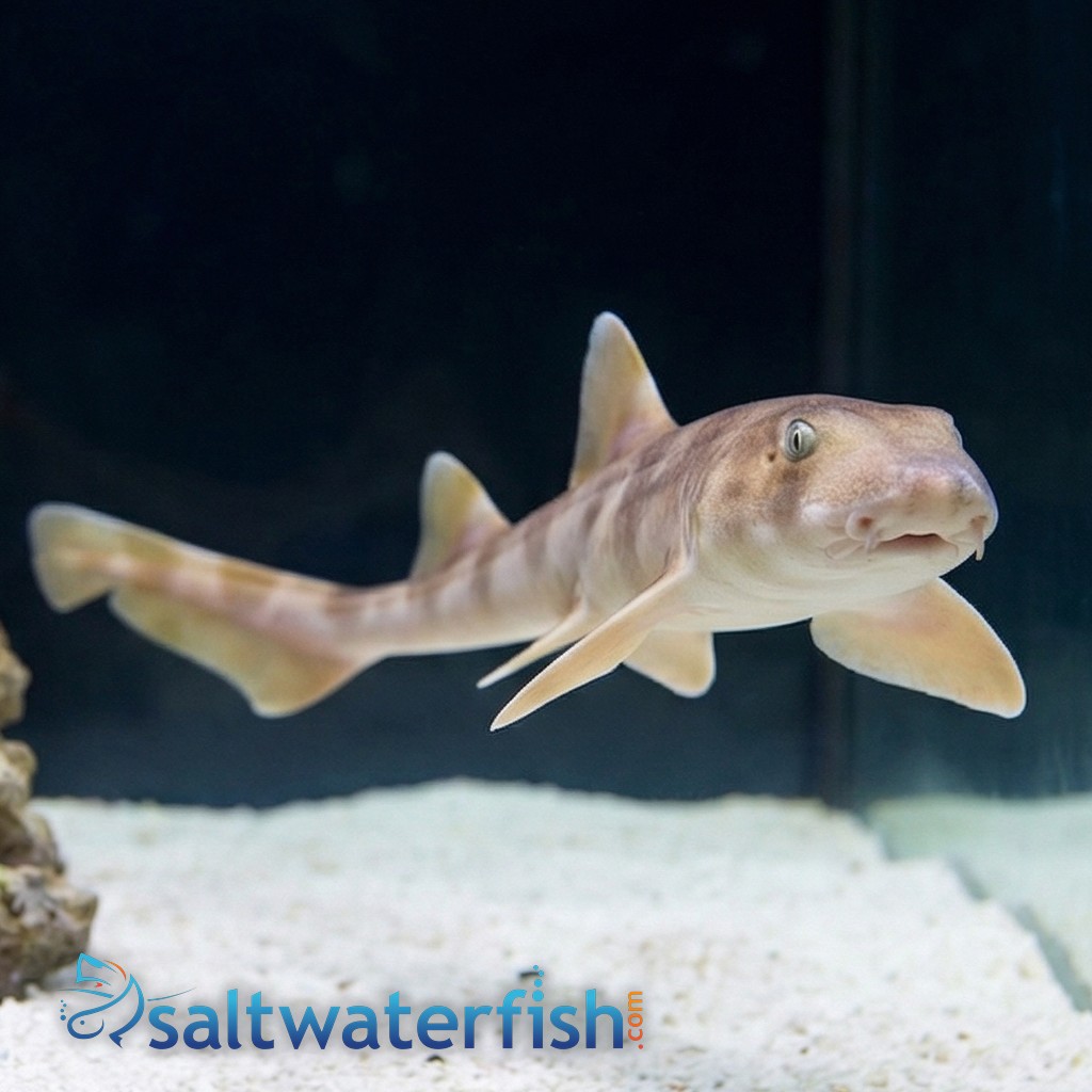 Brown-Banded Bamboo Shark