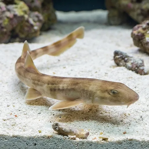 Brown-Banded Bamboo Shark