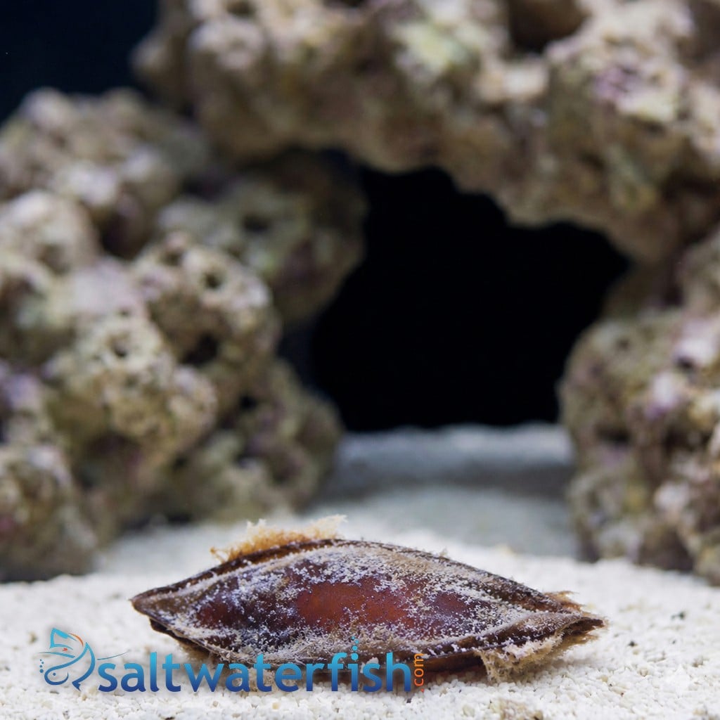 Shark Egg- Bamboo Shark