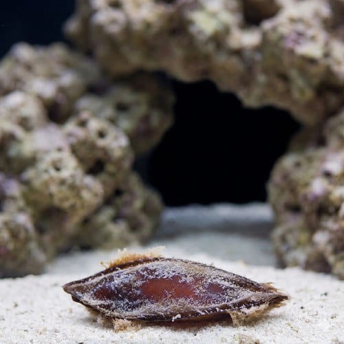 Shark Egg- Bamboo Shark