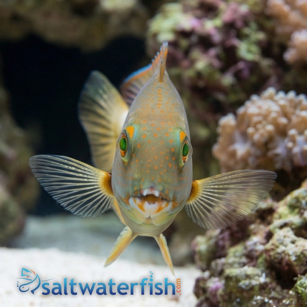 ゴルときfish 2本目 Orange Spotted Tuskfish - Wrasses - Saltwater Fish