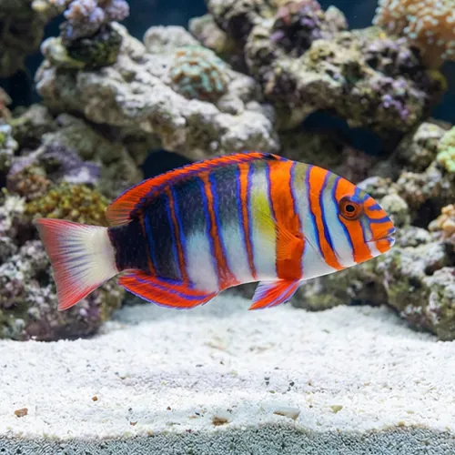 Harlequin Tusk Wrasse