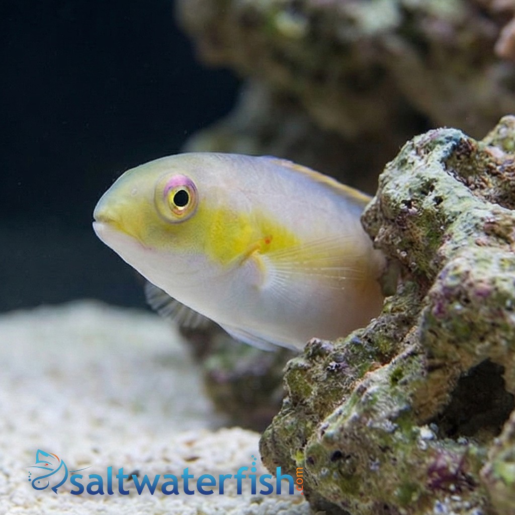 Jordans Tusk Wrasse  
