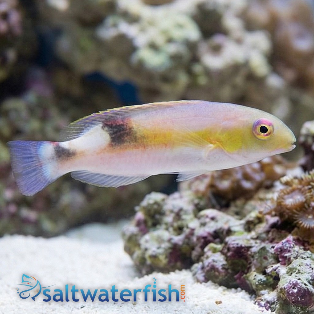 Jordans Tusk Wrasse  
