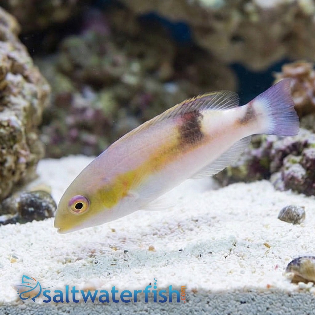 Jordans Tusk Wrasse  
