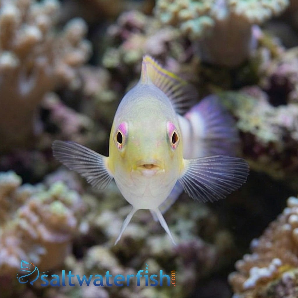 Jordans Tusk Wrasse  