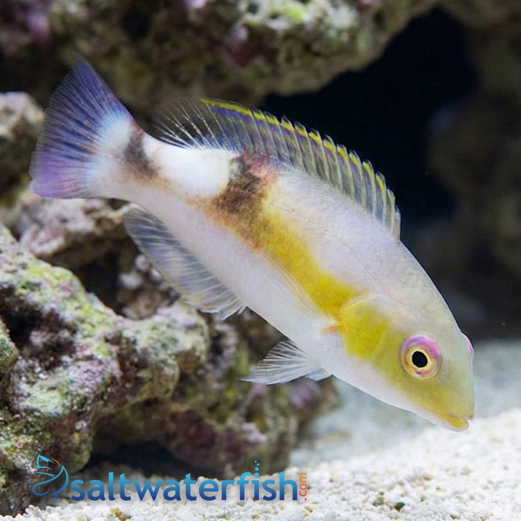 Jordans Tusk Wrasse  