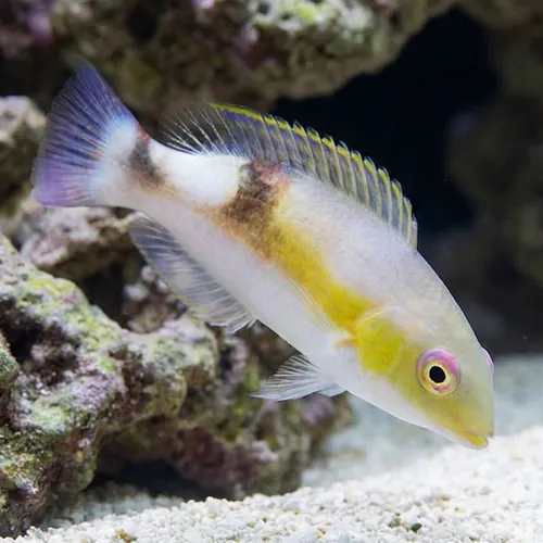 Jordans Tusk Wrasse