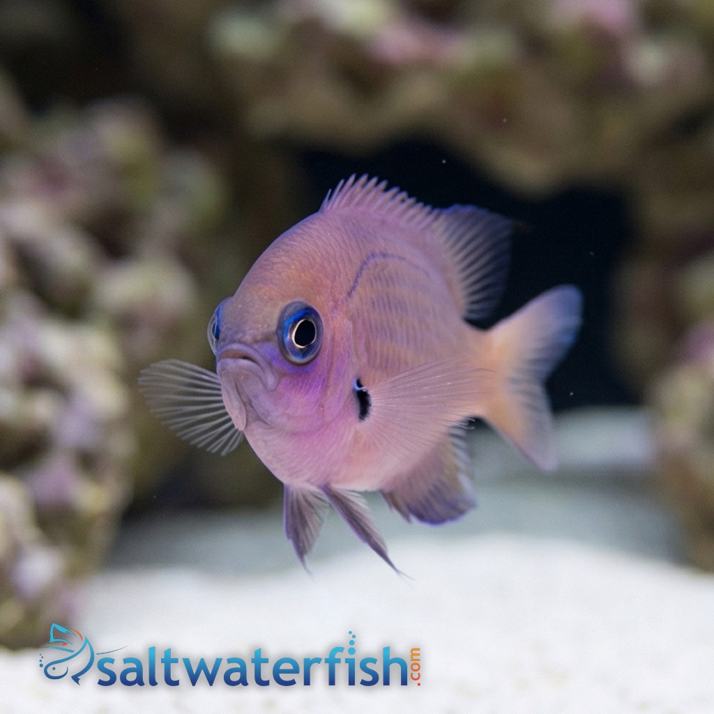 Agile Bronze Chromis 