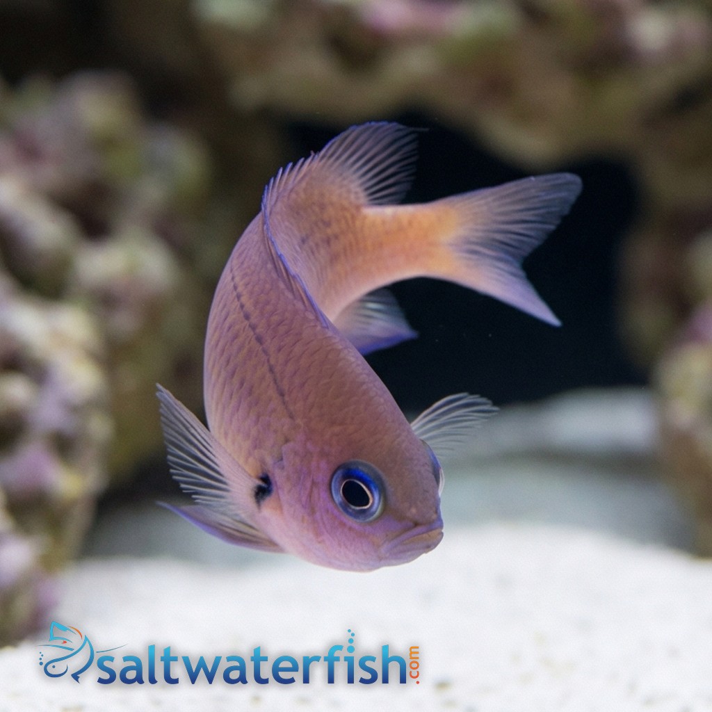 Agile Bronze Chromis 