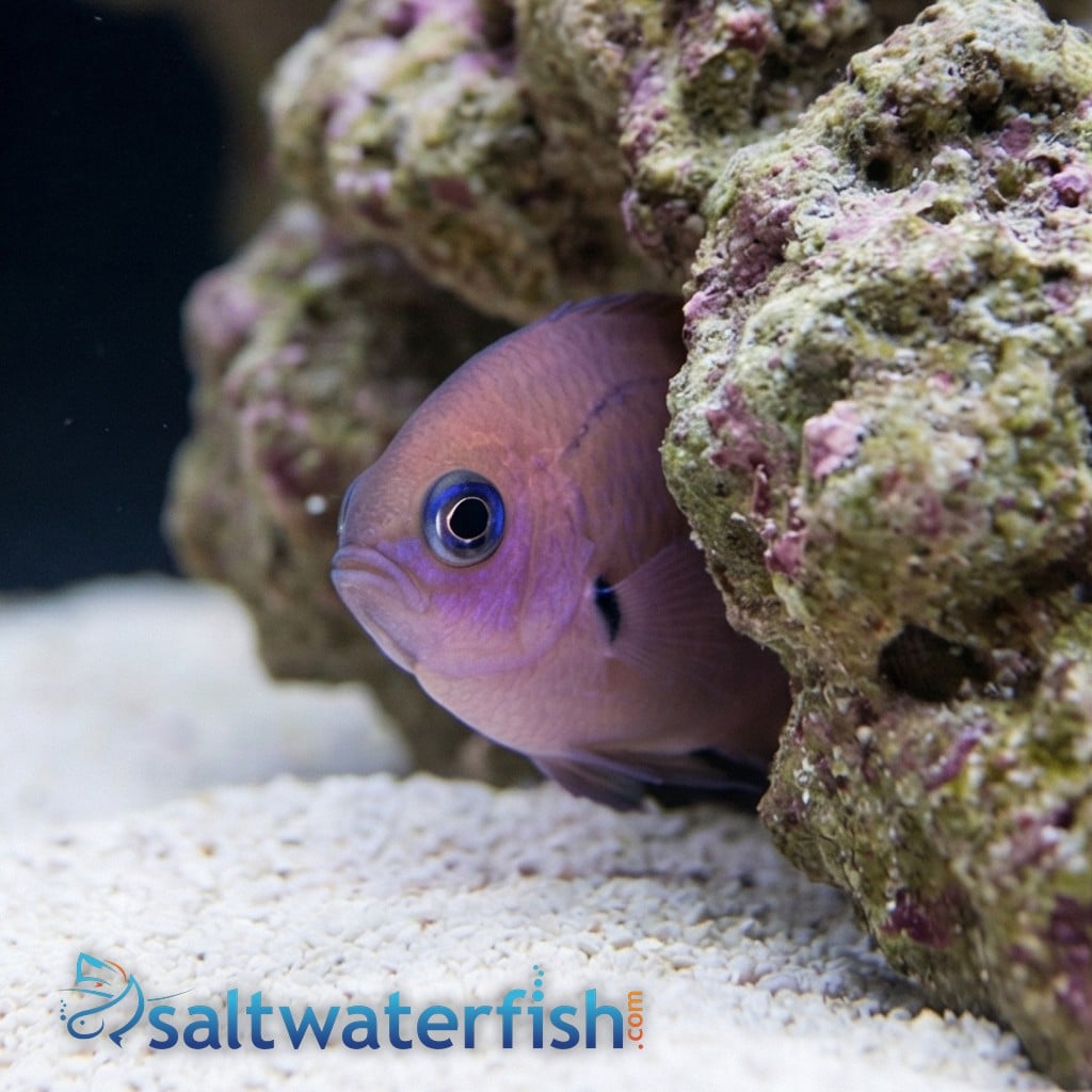 Agile Bronze Chromis 