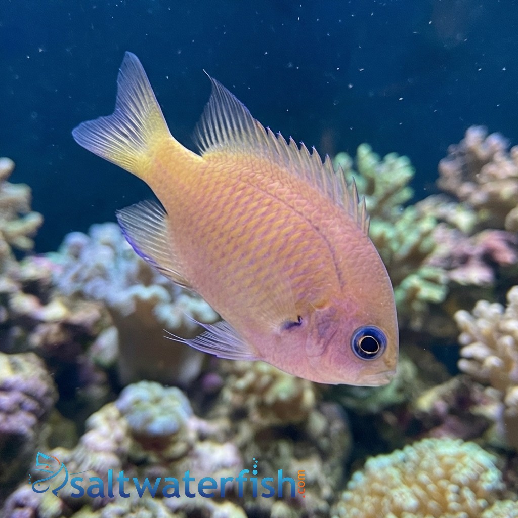 Agile Bronze Chromis 