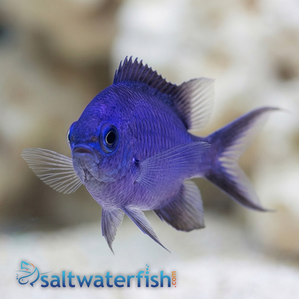 Blue Reef Chromis