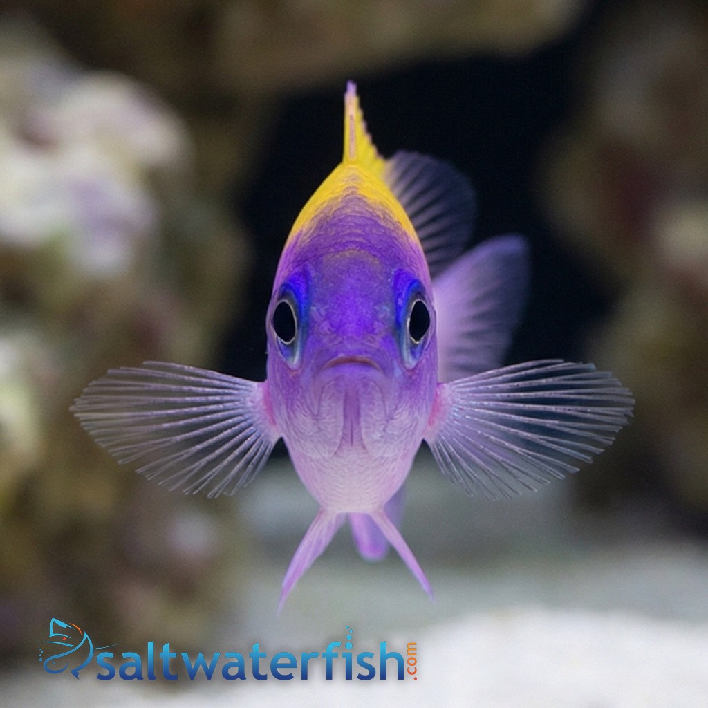 Sunshine Chromis - Caribbean