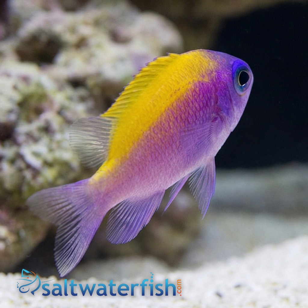 Sunshine Chromis - Caribbean