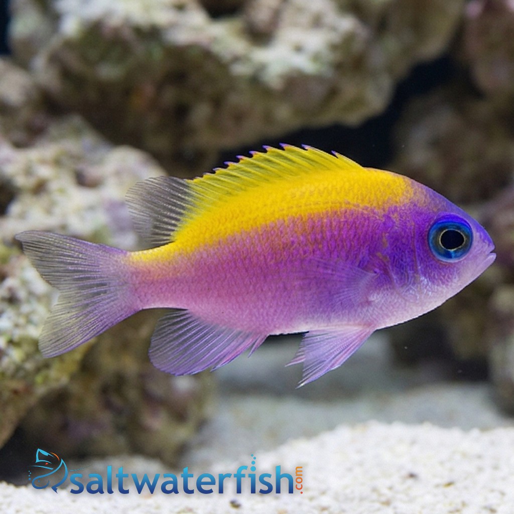 Sunshine Chromis - Caribbean