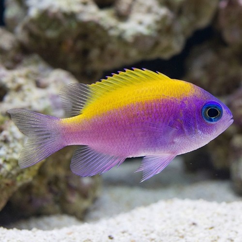 Sunshine Chromis - Caribbean
