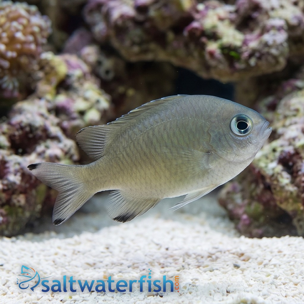 Scaly Reef Chromis