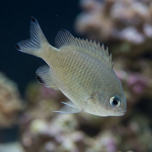 Scaly Reef Chromis