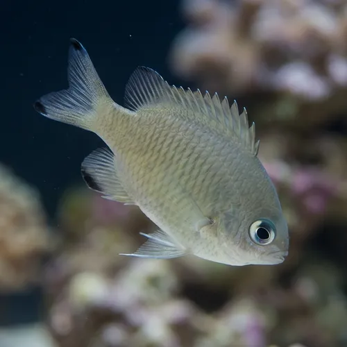 Scaly Reef Chromis
