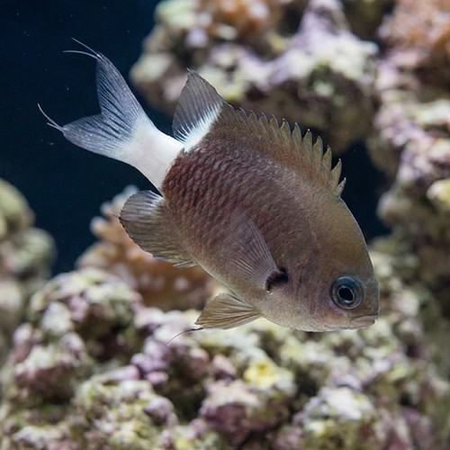 Bicolor Chromis Damsel - Fiji - MAC Certified