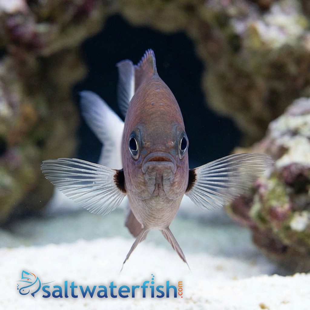 Bicolor Chromis Damsel